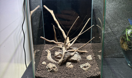 aquarium Nano nature