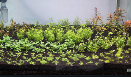 aquarium 70l hollandais