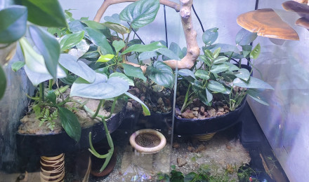 aquarium écailles aquatiques et arboricoles