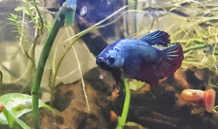 aquarium Mangrove du betta