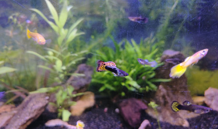 aquarium Aquarium principal