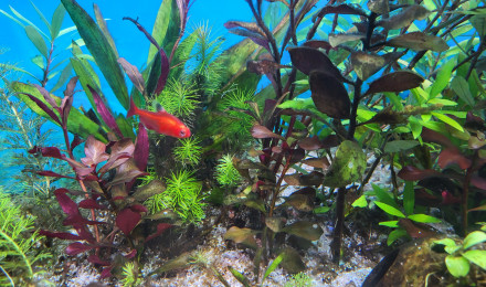 aquarium Aquarium Juwel 260 Litres