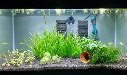 aquarium Crevettes 54l