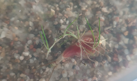 aquarium Triops longicaudatus