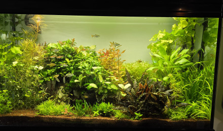 aquarium 200l communautaire