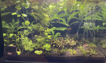 aquarium Trichogaster chuna