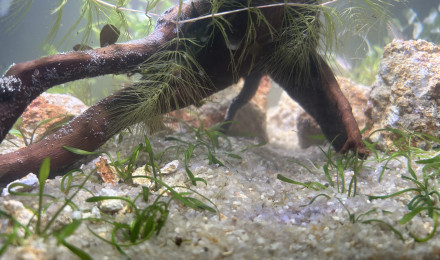 aquarium Nouveau bac 28 litres