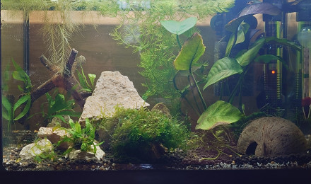 aquarium 20L