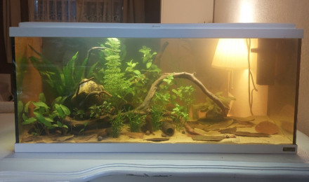 aquarium Amazonien Black Water 80L