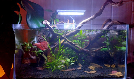 aquarium Betta Splendens Phoenix 25L