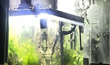 aquarium erv