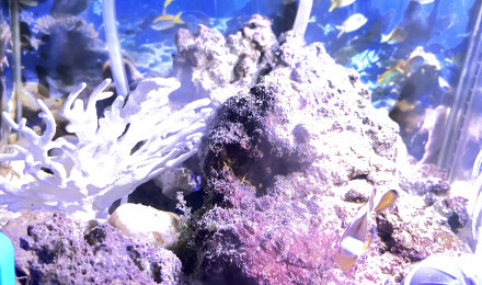 aquarium erv
