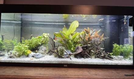 aquarium Wild Balance