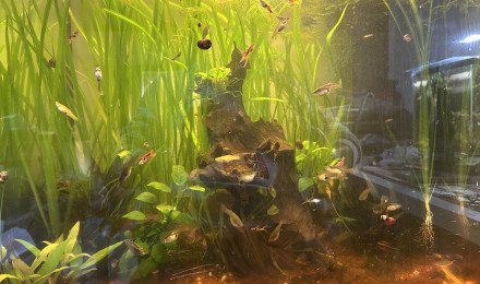 aquarium 110 litres vertical