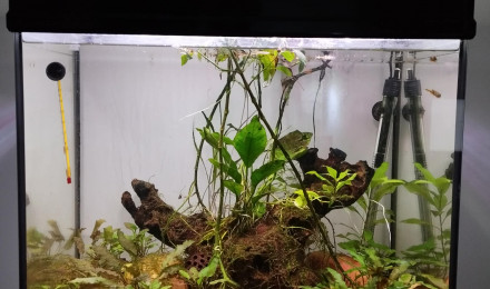 aquarium Biotope Sri Lanka Sud de Inde Tetraodon nain