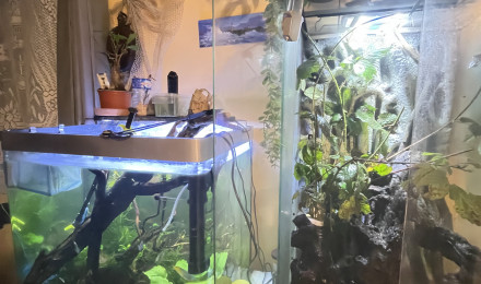 aquarium Terrarium Phasmes feuilles