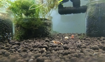 aquarium Red Galaxy Zebra Snowflake Fishbone