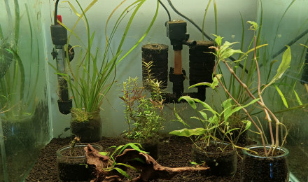 aquarium Black Galaxy Zebra Snowflake Fishbone