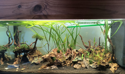 aquarium Aquascape