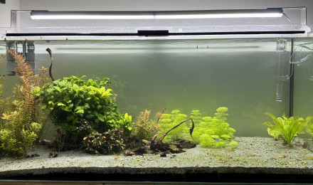 aquarium 300L