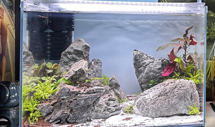 aquarium Neocaridina et guppy endler