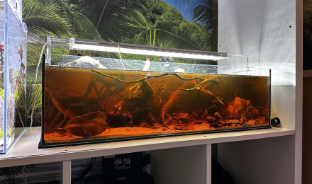 aquarium Ramirezi electric blue