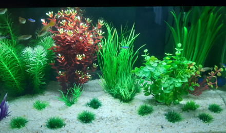 aquarium Aquarium  salon