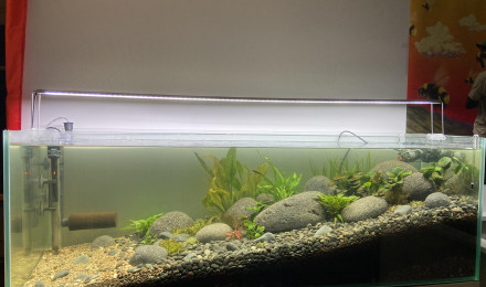 aquarium Petit Jardin