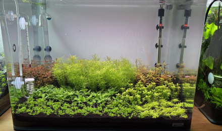 aquarium 70l hollandais