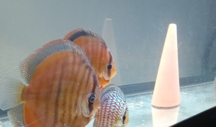 aquarium Bac discus