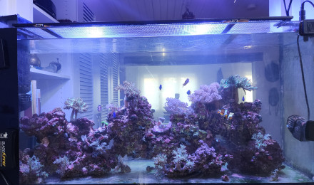 aquarium Aquarium