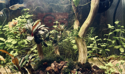 aquarium Projet 2        17 litres