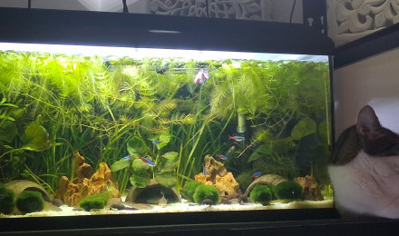 aquarium Betta_dutch60