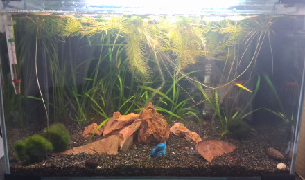 aquarium Betta_dutch60