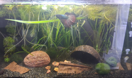aquarium Betta_dutch60