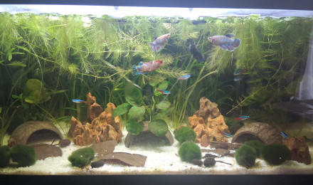 aquarium Betta_dutch60