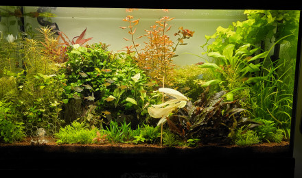 aquarium 200l communautaire
