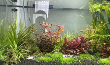 aquarium Communautaire