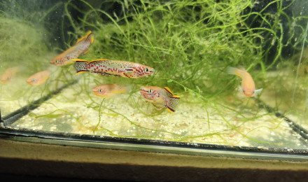 aquarium 121 03 Males et 04 Femelles Fundulopanchax nigerianus innidere