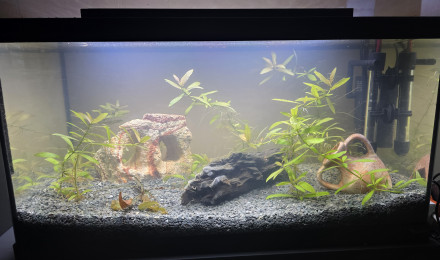 aquarium 60 litres