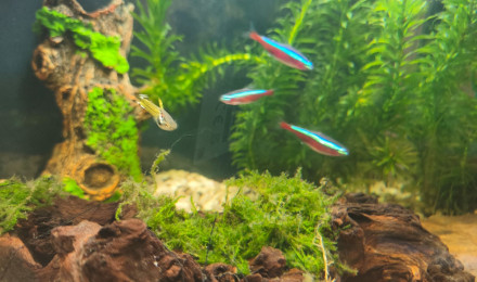 aquarium Endler-et-crevettes