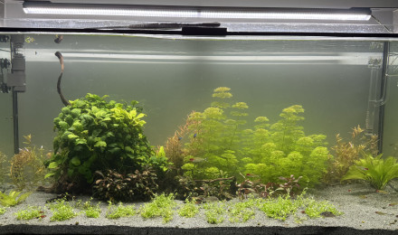 aquarium 300L