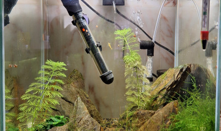 aquarium Neocaridina yellow