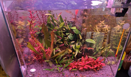 aquarium 60 litres