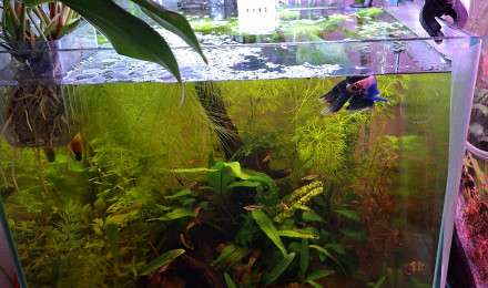 aquarium Maison à maurice