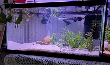 aquarium Communautaire 70 litres
