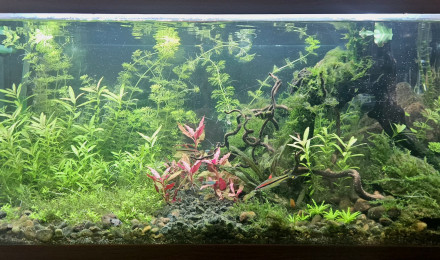 aquarium Communautaire