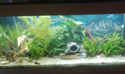 aquarium Bob