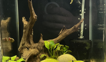 aquarium Le Blue velvette 10l