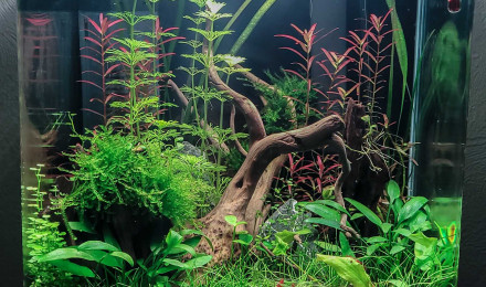 aquarium Nano 20L